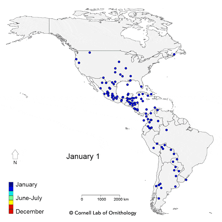 Cornell Lab Mesmerizing Bird Migration Map