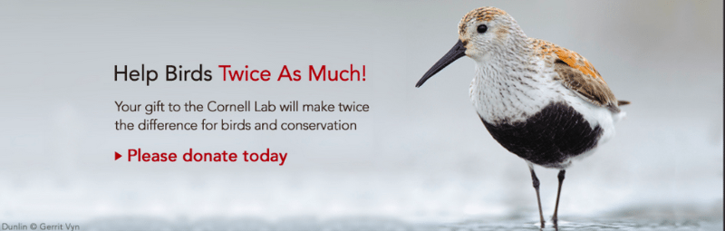 Cornell Lab help birds